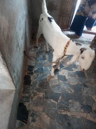 dundi bakri ha