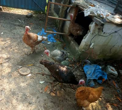 Turkey bird for sale