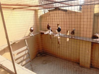 ghubra pigeon urgent sal