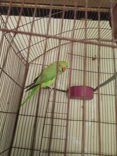 green parrot female