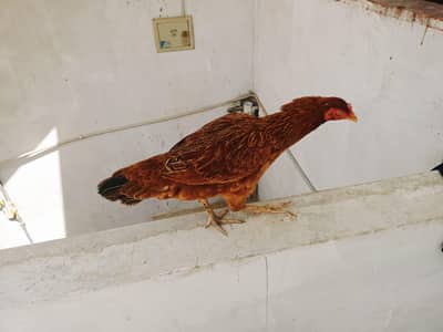 Murgi Desi aseel cross