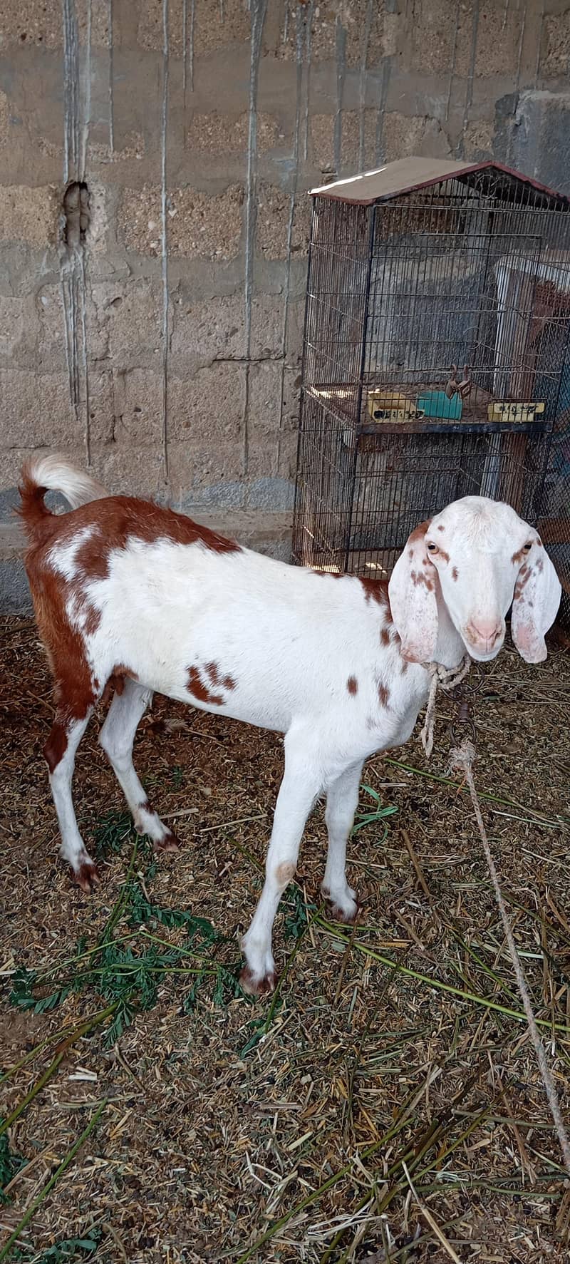 Bakri 2