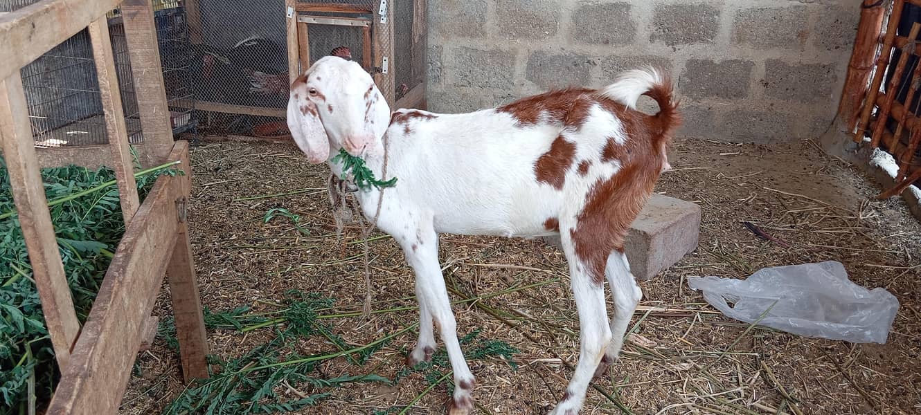Bakri 3