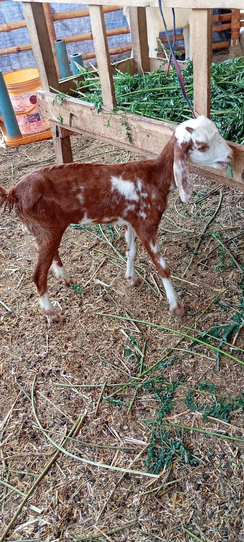 Bakri 4