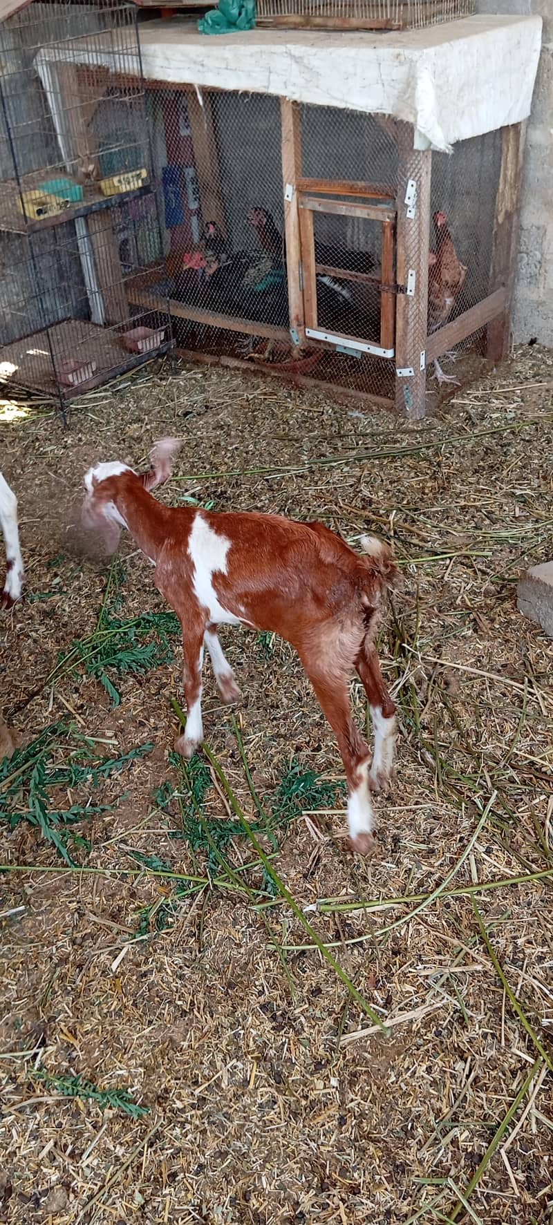 Bakri 5