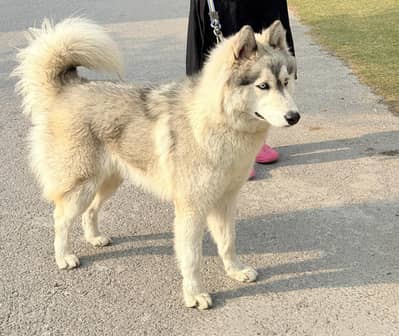 Siberian husky