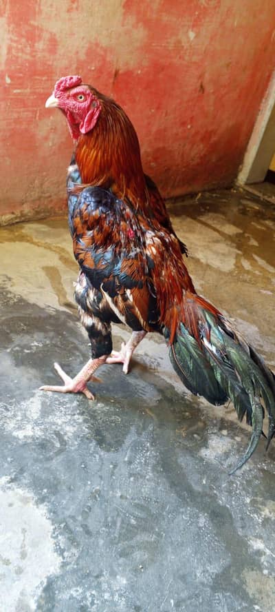 Mianwali Aseel Rooster for Sale