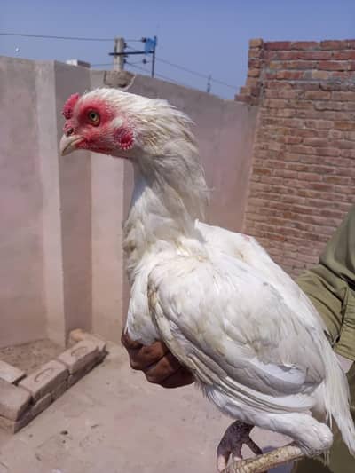 Aseel White  Shapar & Aseel Murgi For sell
