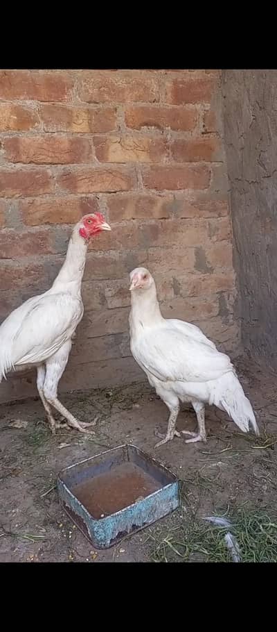 Aseel White Shapar Pair For sell