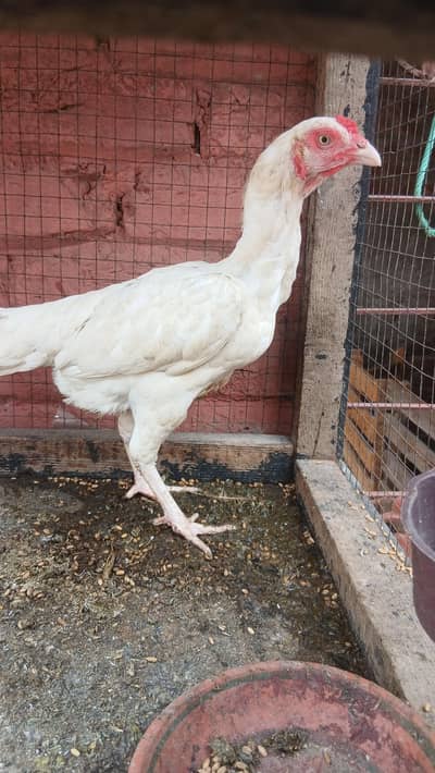 9000   3 females for sale