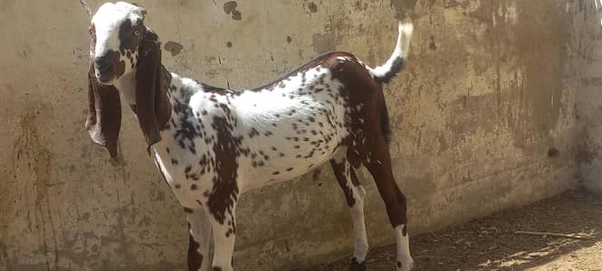 2 makha cheena male and 1 nagra kala daba male