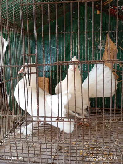 Lucky pigeon (fantail)
