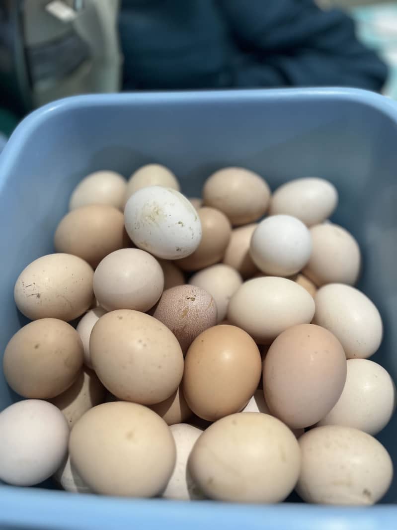 Desi Eggs 0