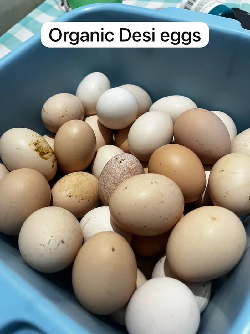 Desi Eggs 1