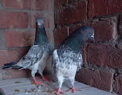 High Flyer Birds