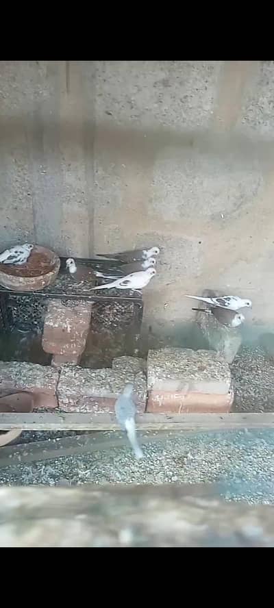 pied dove
