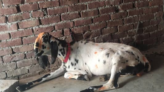 NAGRI BEETAL BAKRI| GABAN 4 MONTH
