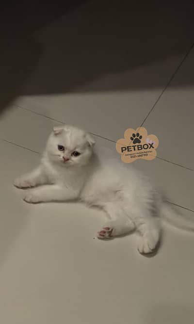 SCOTTISH FOLD GOLDEN KITTEN