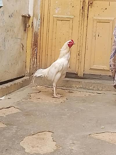 Heera meiawali aseel