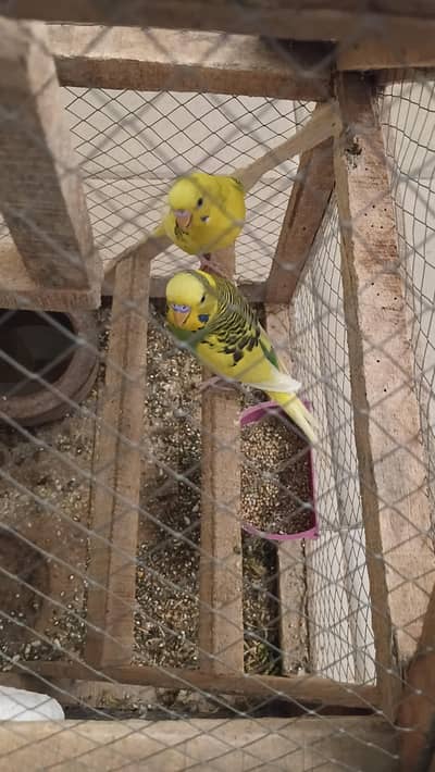 Australian Budgie Pair,  yellow & green shade, Black eyed