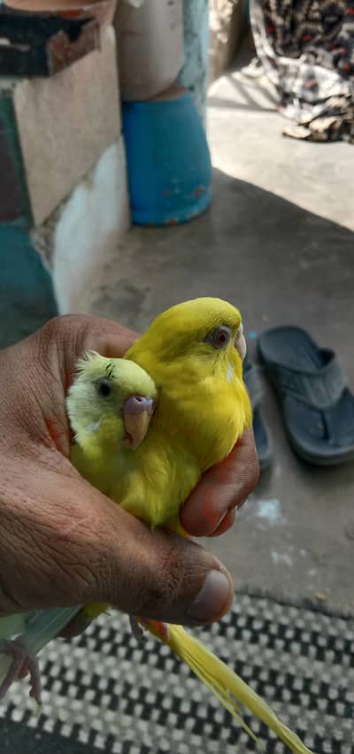 healthy love bird pair with big cage 4500