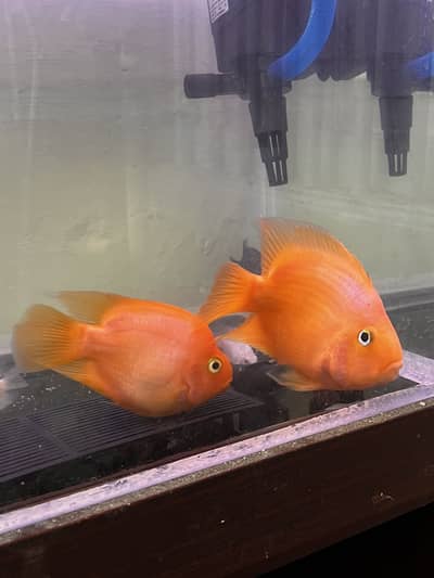 Kingkong Parrot Fish