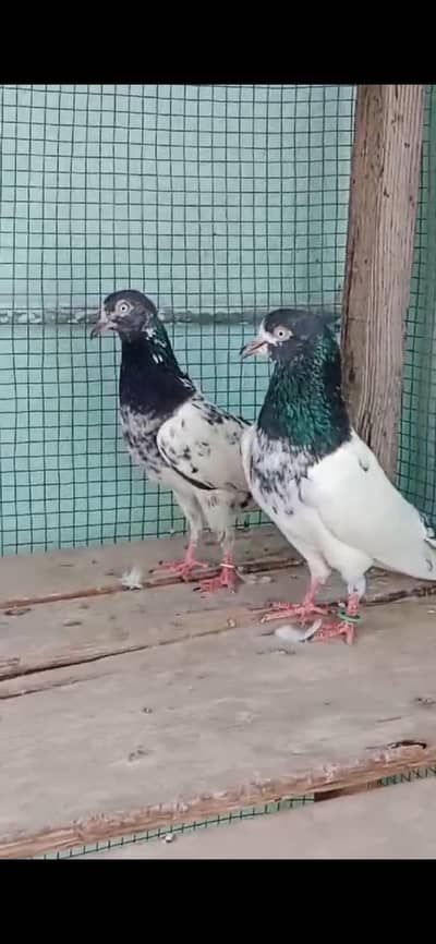 Ch sakhi wala teddy nar /salara teddy madi for sale