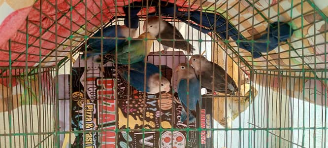 love birds