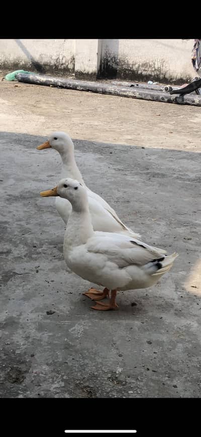 Duck 03334034026