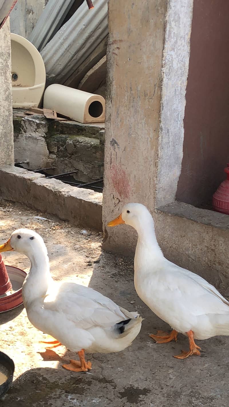 Duck 03334034026 1