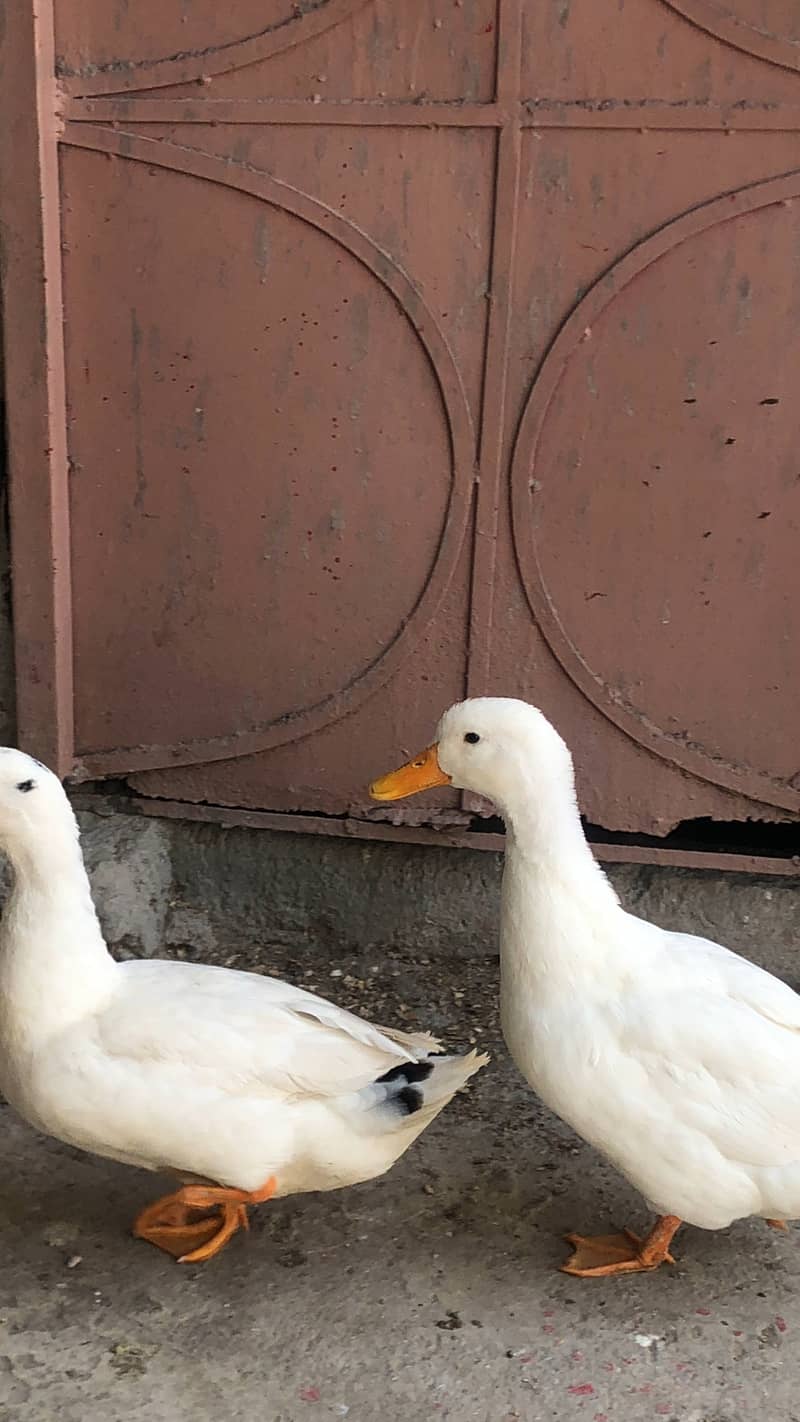 Duck 03334034026 2