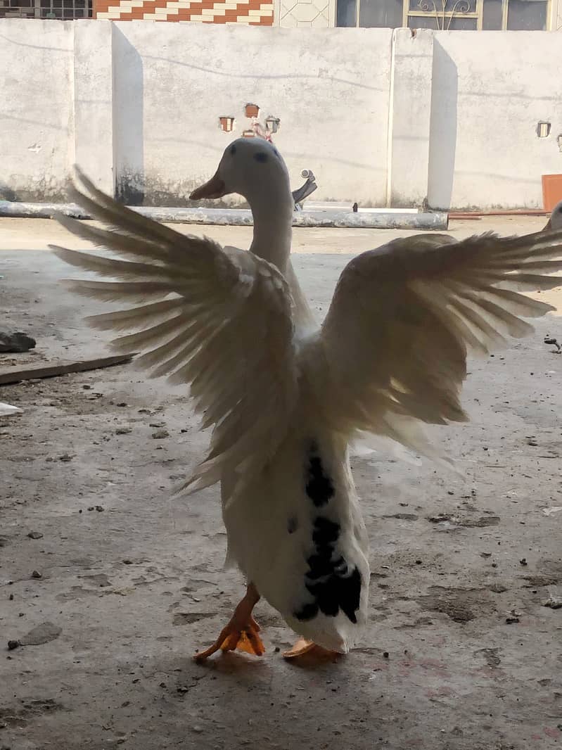 Duck 03334034026 3