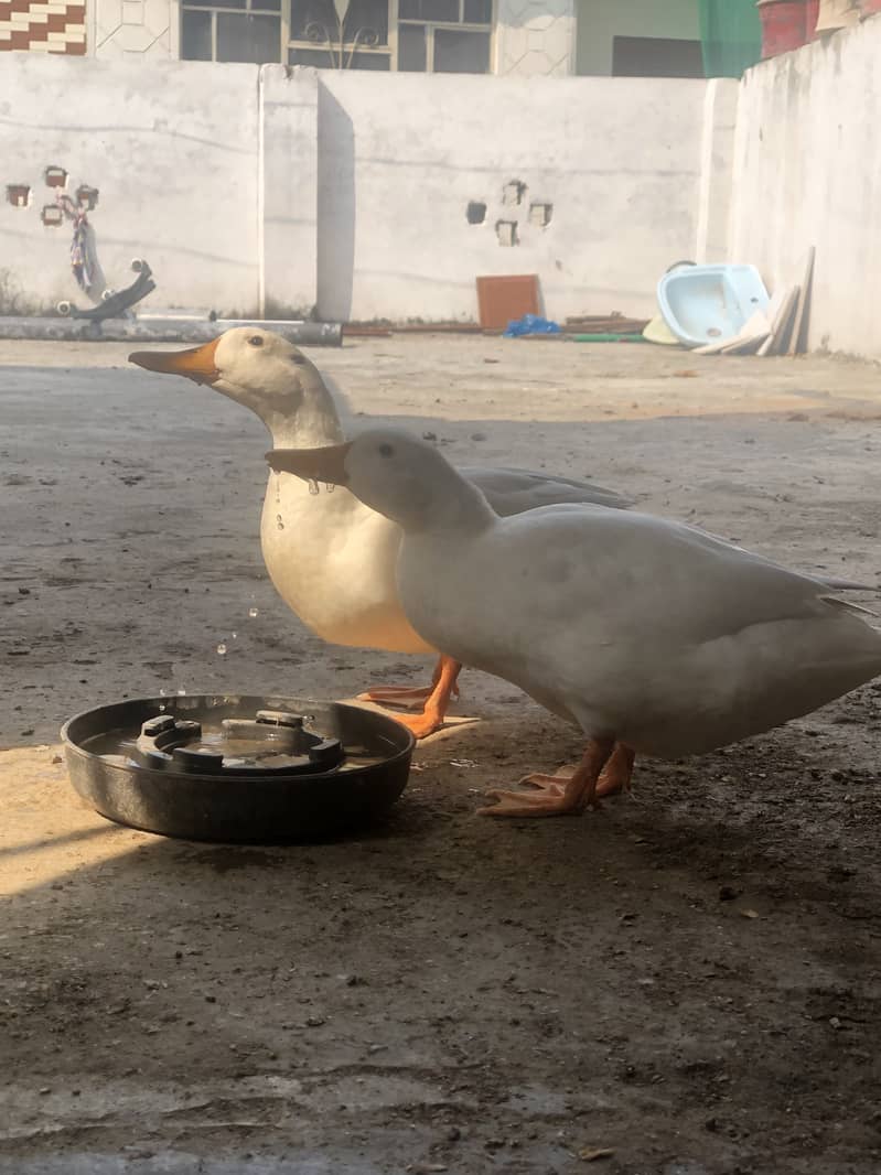 Duck 03334034026 4