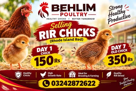 RIR Rhode Island Red Chicks for Sale | Day 1 & Day 7 | Karachi