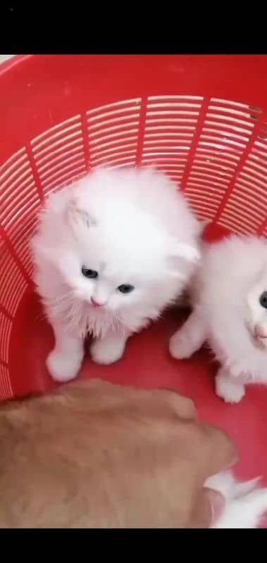 Persian cat for sale male female vaccine clear