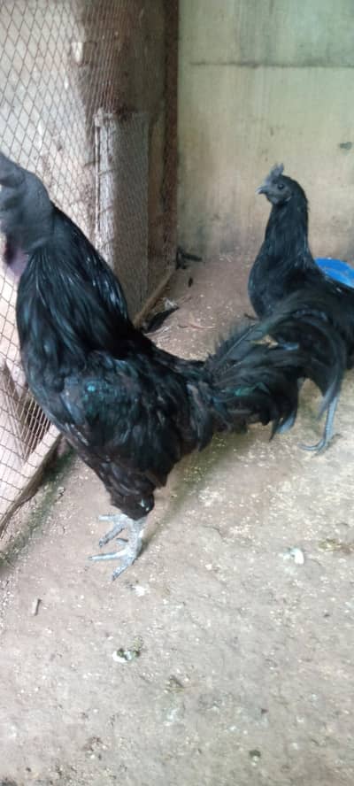 black heavy buff. black polish. white polish. light Sussex chicks