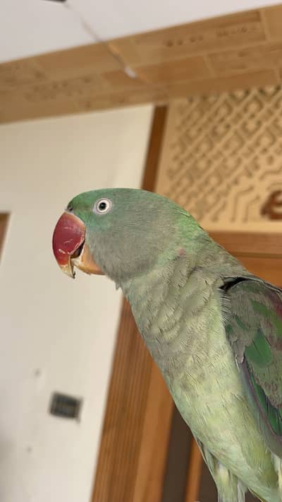 Raw hand tame young male