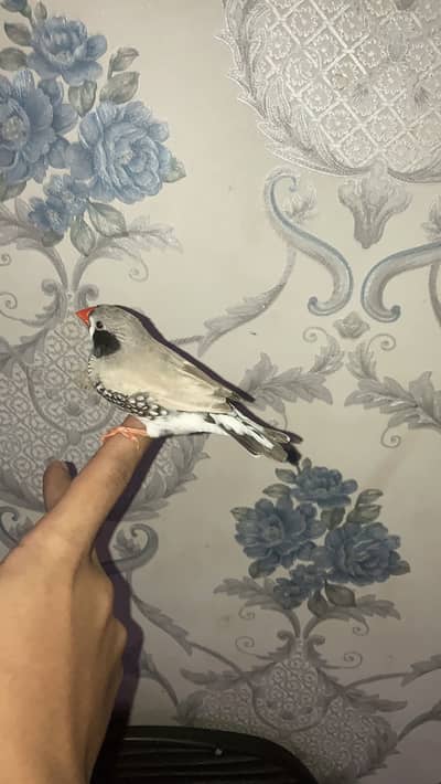 hand tame finches