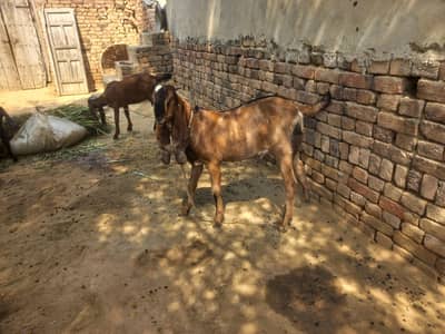 Bakra full healthy ha Mashallah