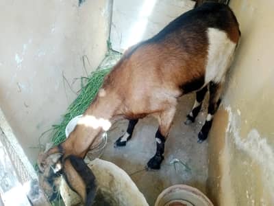 BAKRI HEALTHY