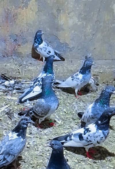 tadeey and golden pegions for sale