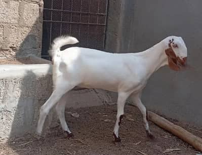 Desi Bakri | 2 months confirm Gaban | kheeri | white female for sale