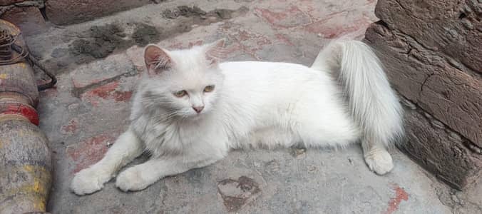 persion cat