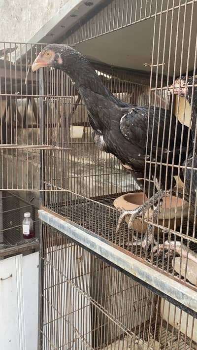 Thai Croos Shamo Chicks