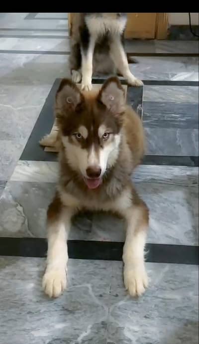 Adorable 3-Month -old Siberian Husky pair for sale