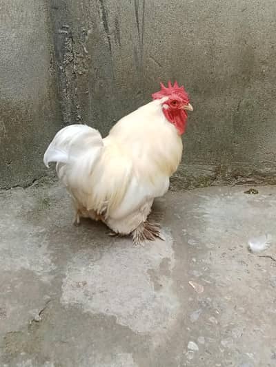 White bantam