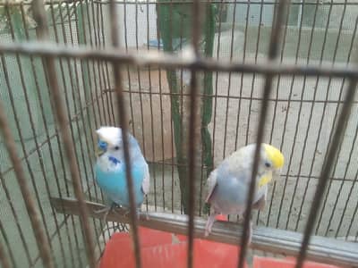 australian parrot