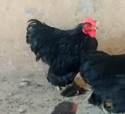 Blue Bentum, Black Bentum, White Bentum available