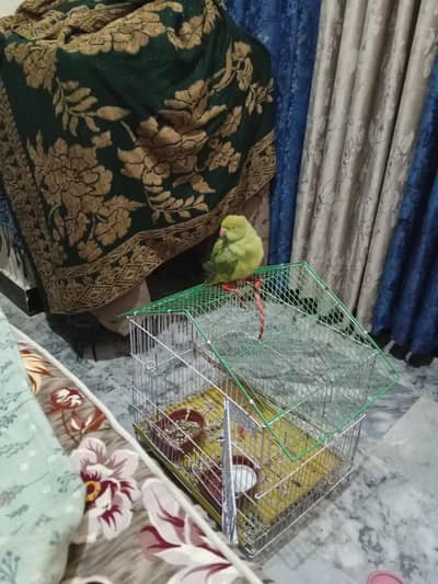 parrot