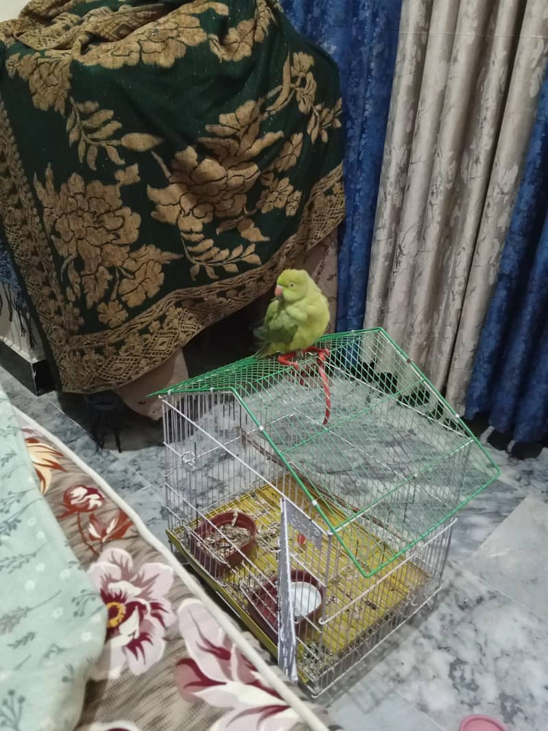 parrot 0